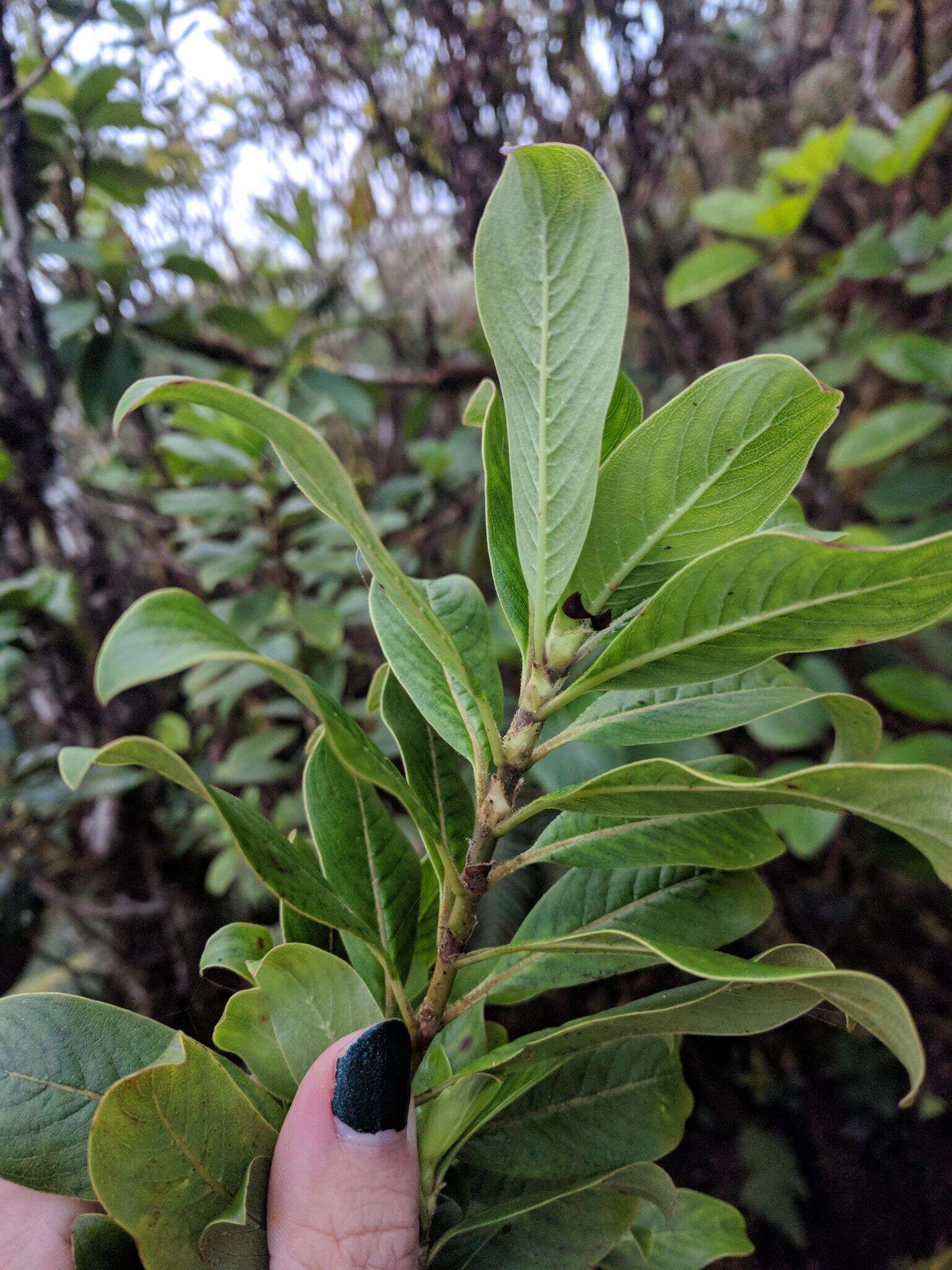 Image of Maui mirrorplant