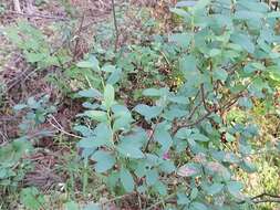 Image of Exobasidium pachysporum Nannf. 1981