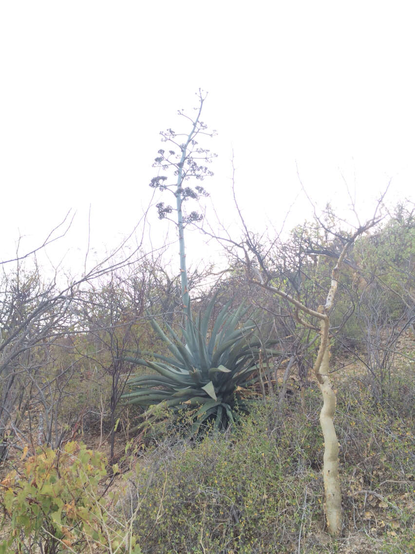 Image of Baja California Sur Agave