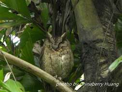 صورة Otus lettia glabripes (Swinhoe 1870)