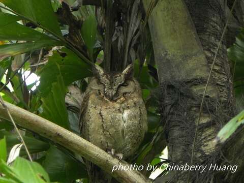 Image of Otus lettia glabripes (Swinhoe 1870)