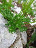 Image of Ranunculus traunfellneri Hoppe