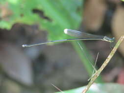 Image of Mecistogaster linearis (Fabricius 1777)