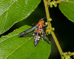 Image of Adixoa pyromacula Fischer 2011