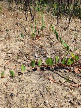 Image of Muehlenbeckia adpressa (Labill.) Meisn.