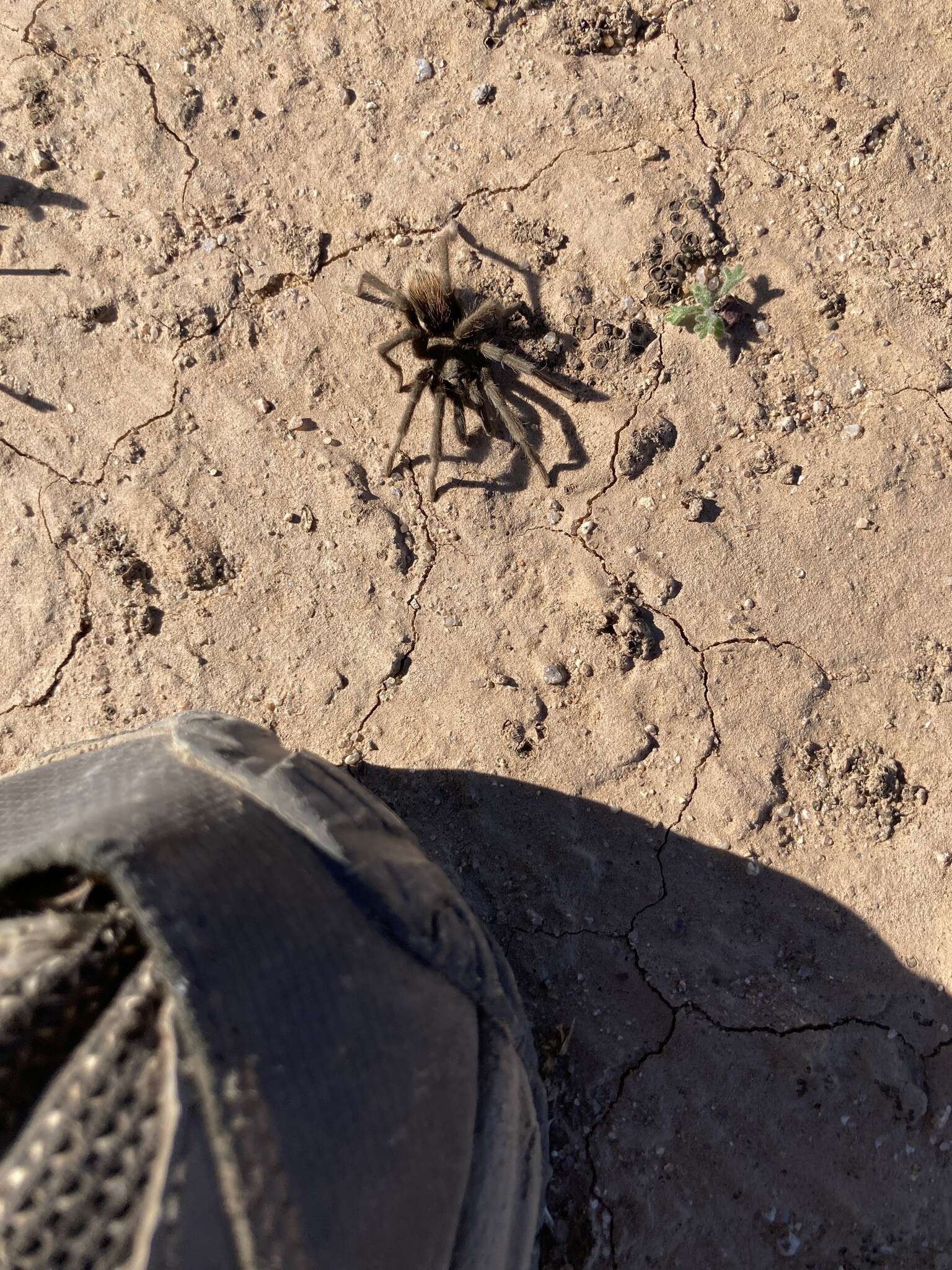 Image of Paloma Dwarf Tarantula