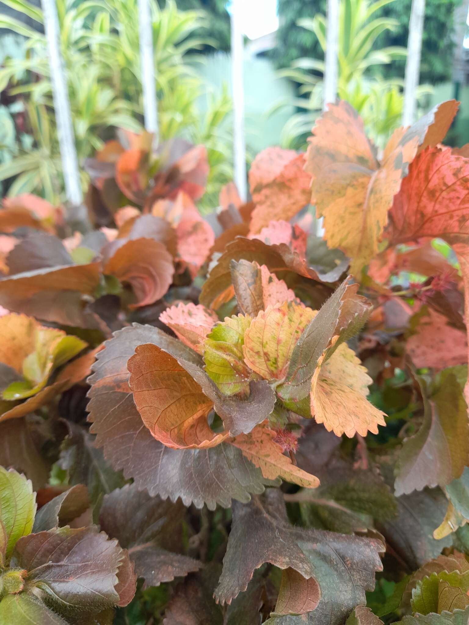 صورة Acalypha wilkesiana Müll. Arg.