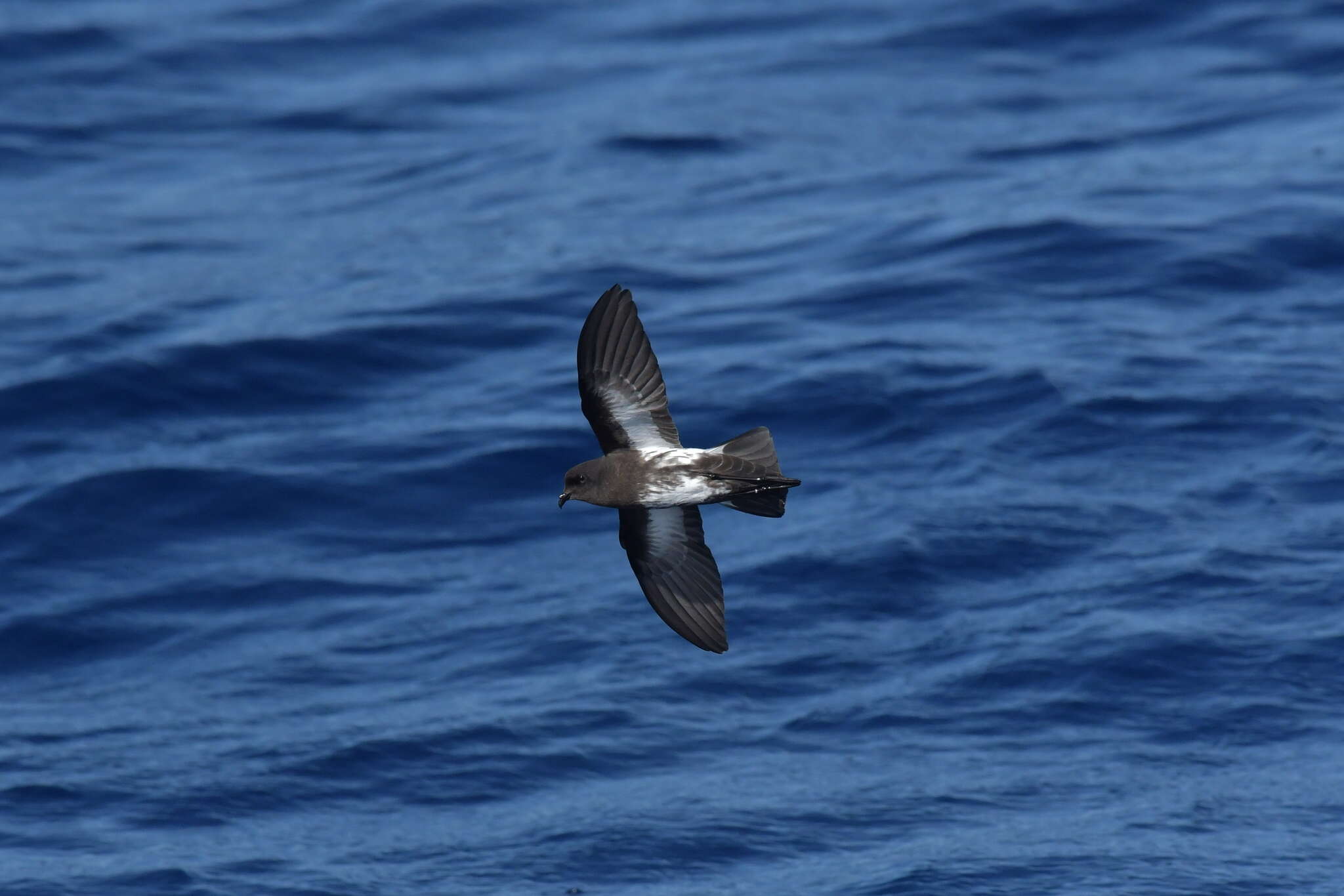 Image of New Zealand Storm Petrel