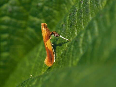 Image of Caloptilia robustella Jäckh 1972