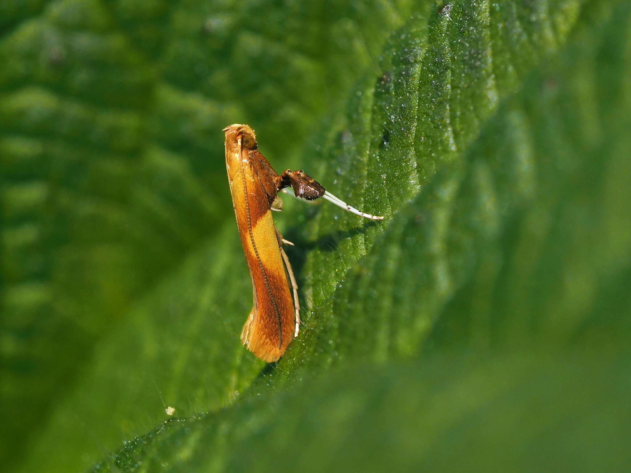 Image of Caloptilia robustella Jäckh 1972