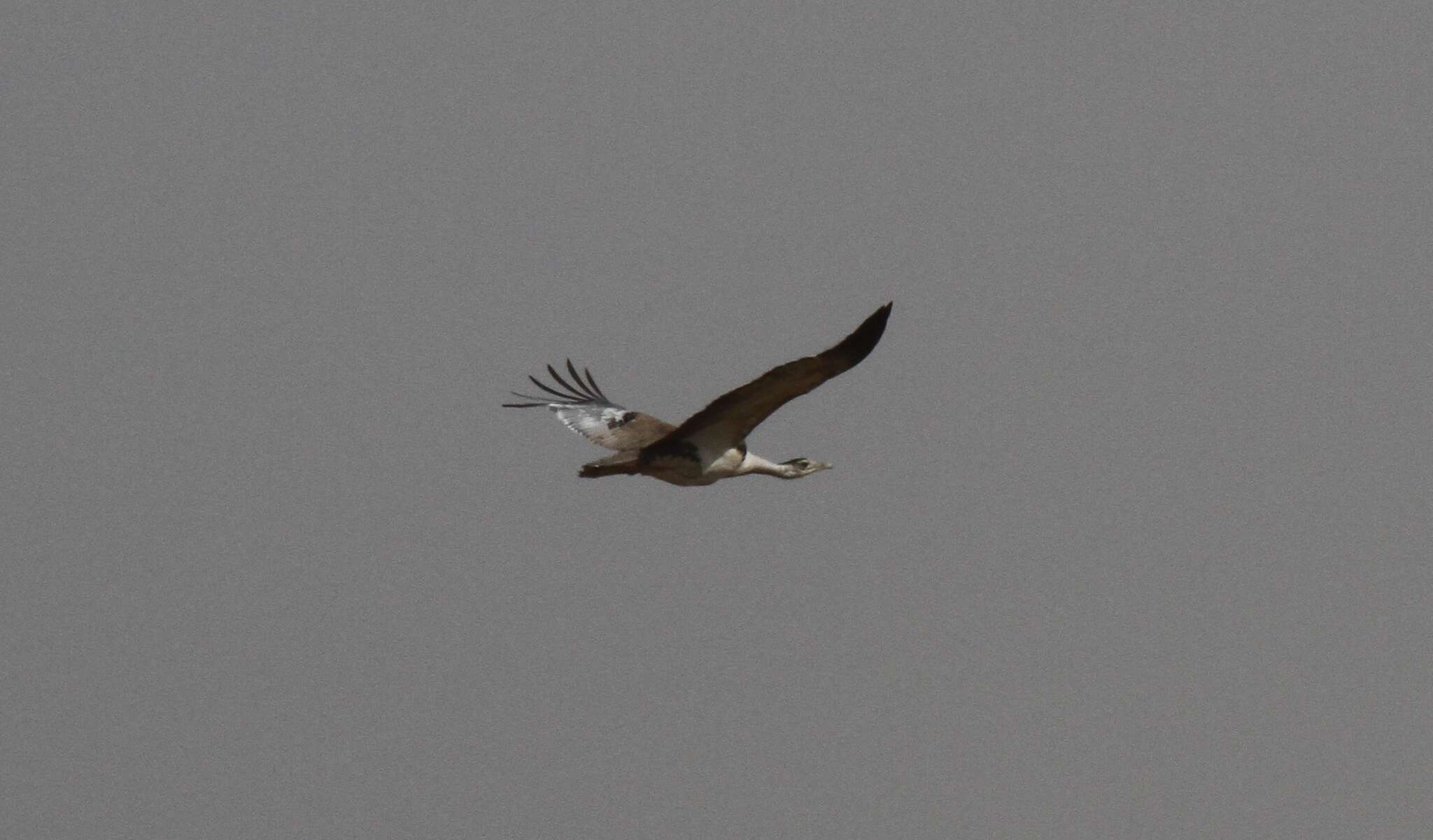 Image of Great Indian Bustard