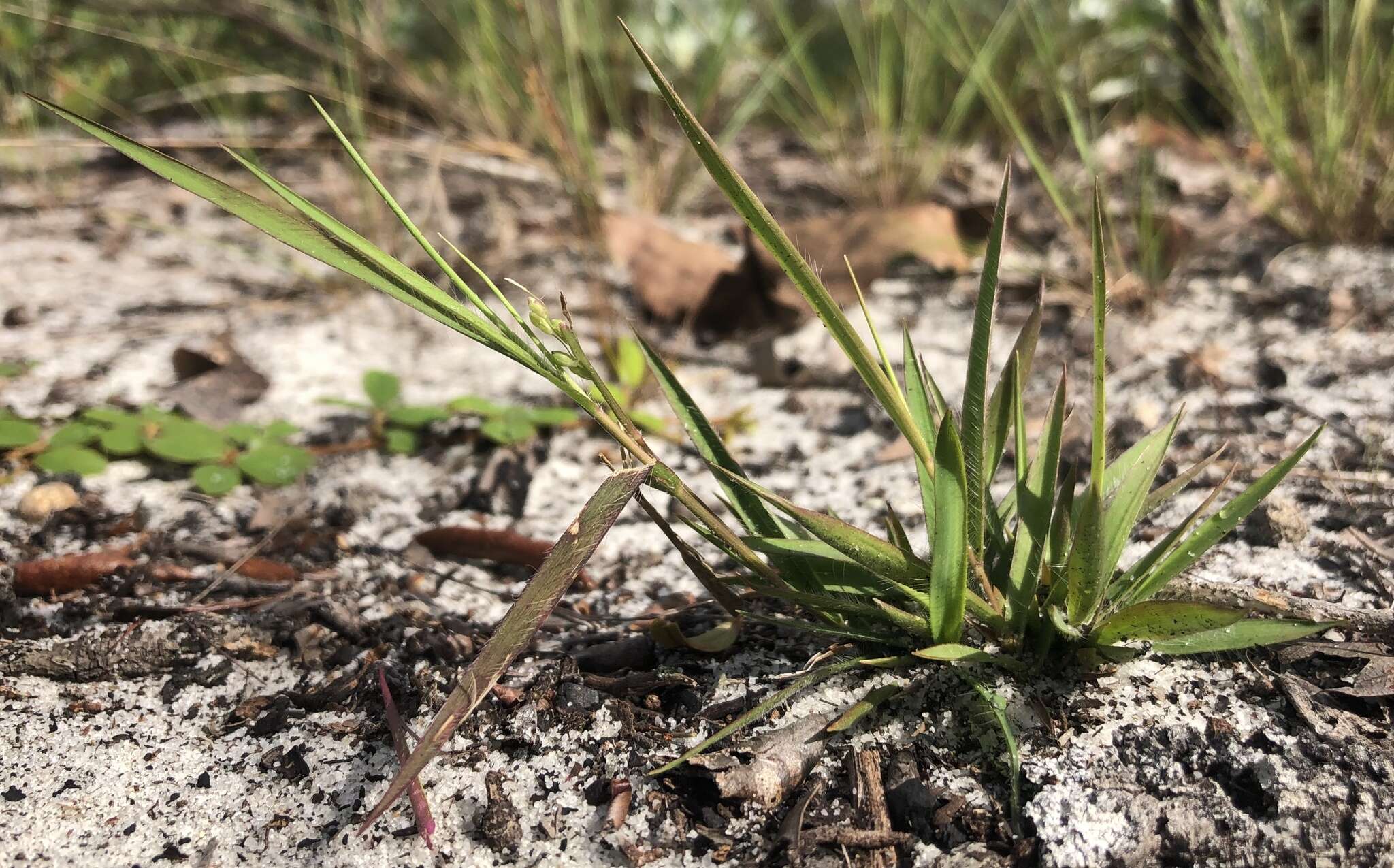 Panicum malacon Nash resmi