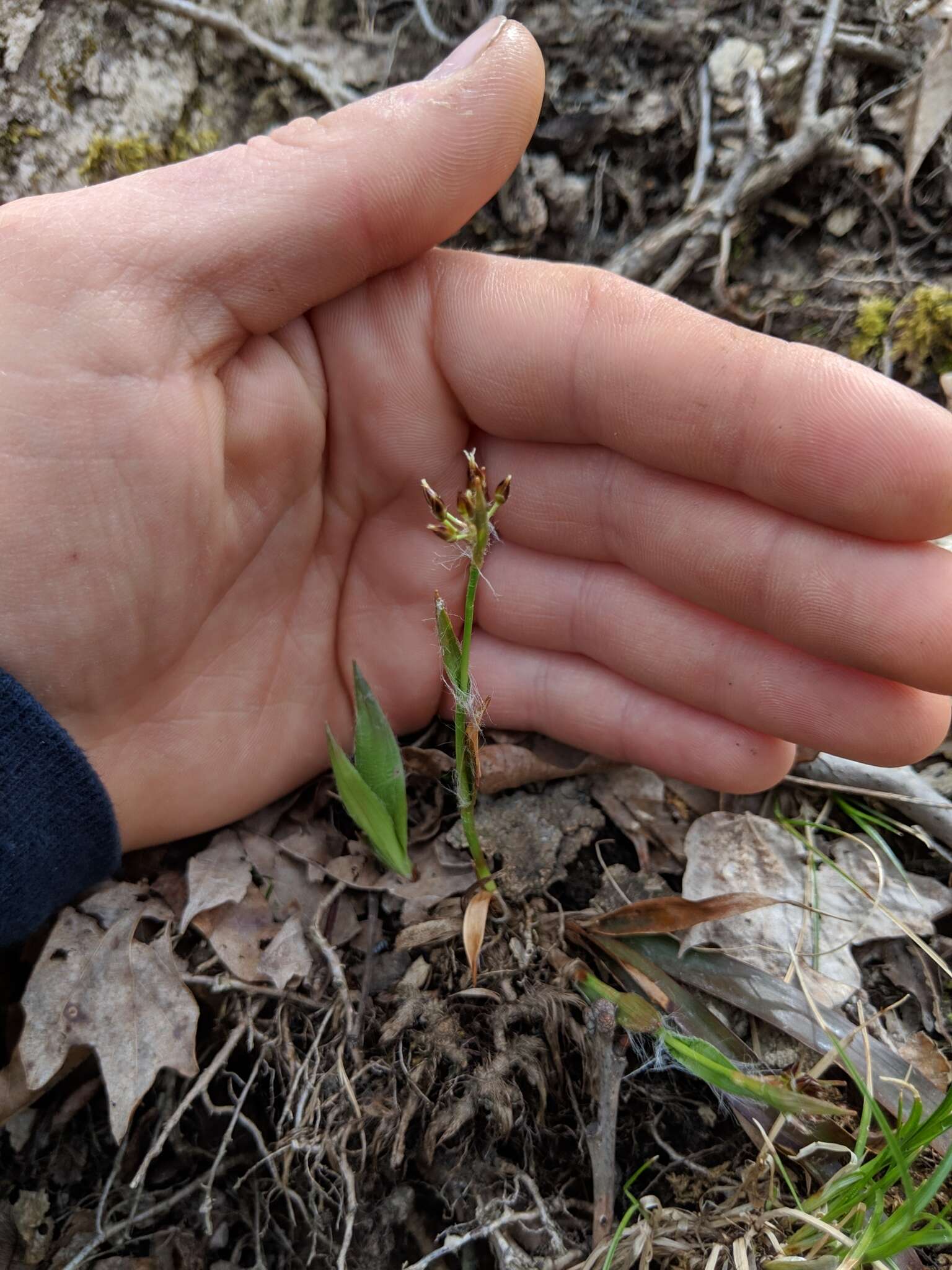 Image of hairy woodrush