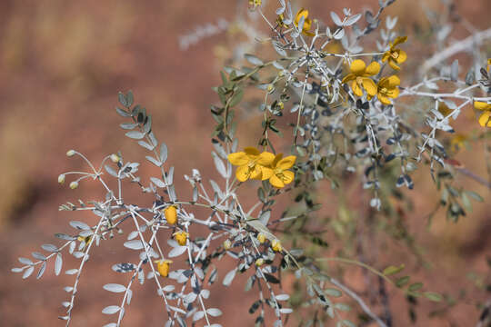 Plancia ëd Senna glutinosa subsp. pruinosa