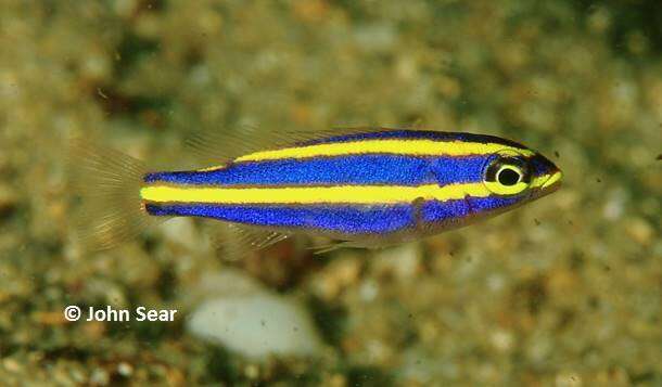 Image of Goldstripe whiptail