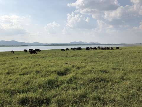 Image of Asian Buffalo