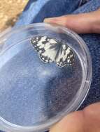 Image of Levantine Marbled White