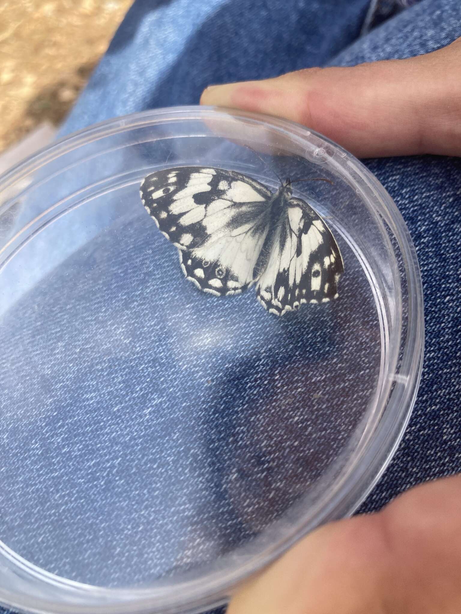 Imagem de Melanargia titea Klug 1832