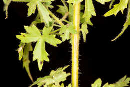 Image of Pavonia clathrata Mast.