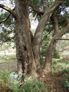 Image of Eucalyptus baueriana subsp. thalassina Rule