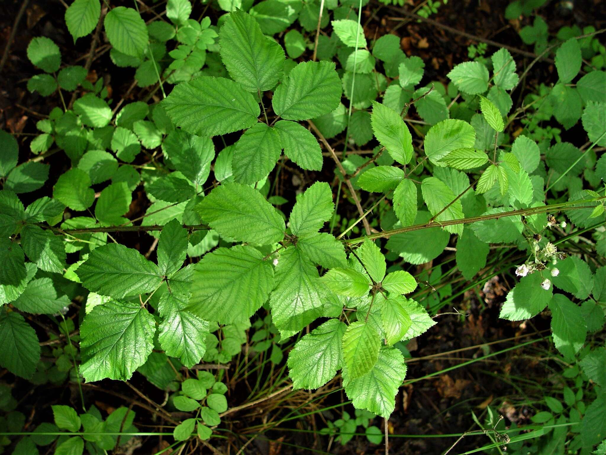 Sivun Rubus elegantispinosus (Schumacher) H. E. Weber kuva