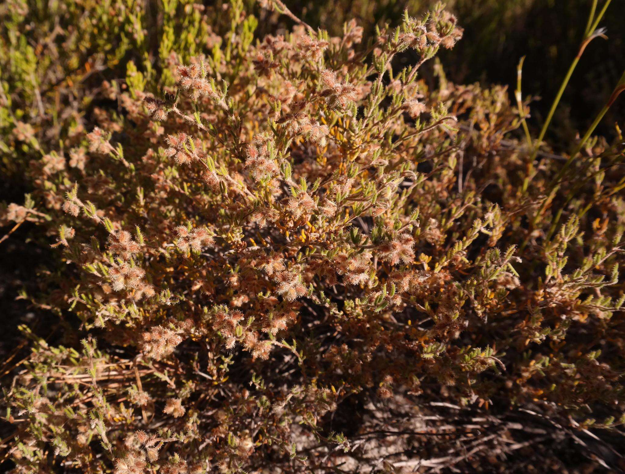 Image of Erica arachnocalyx E. G. H. Oliver