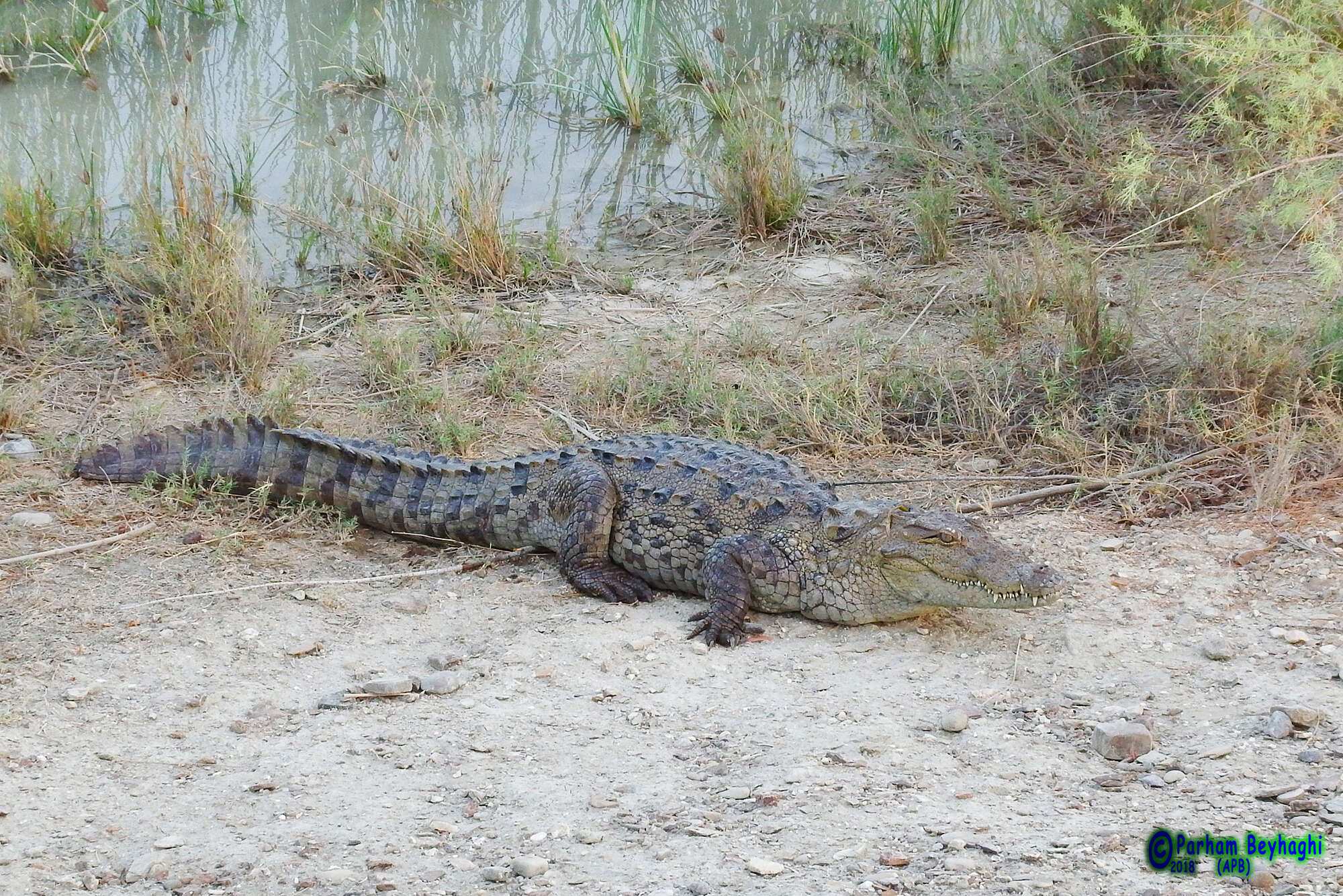 Image of Broad-snouted Crocodile