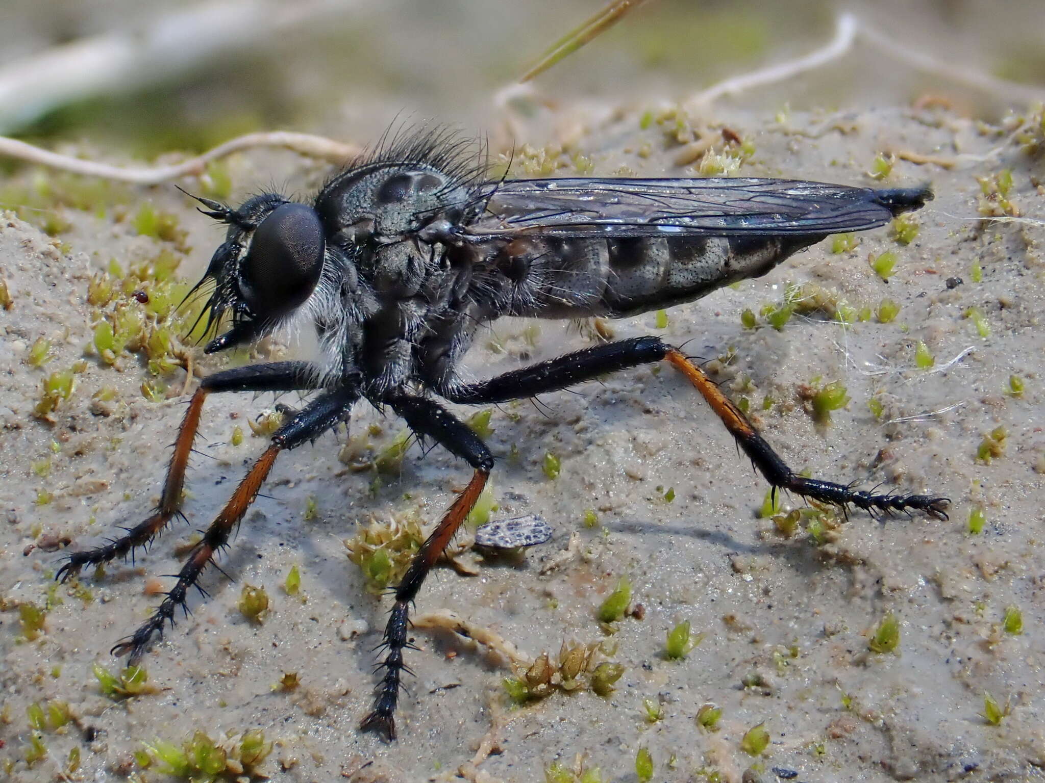 صورة Machimus occidentalis (Hine 1909)