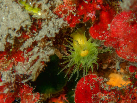 Image of Sunset cup coral