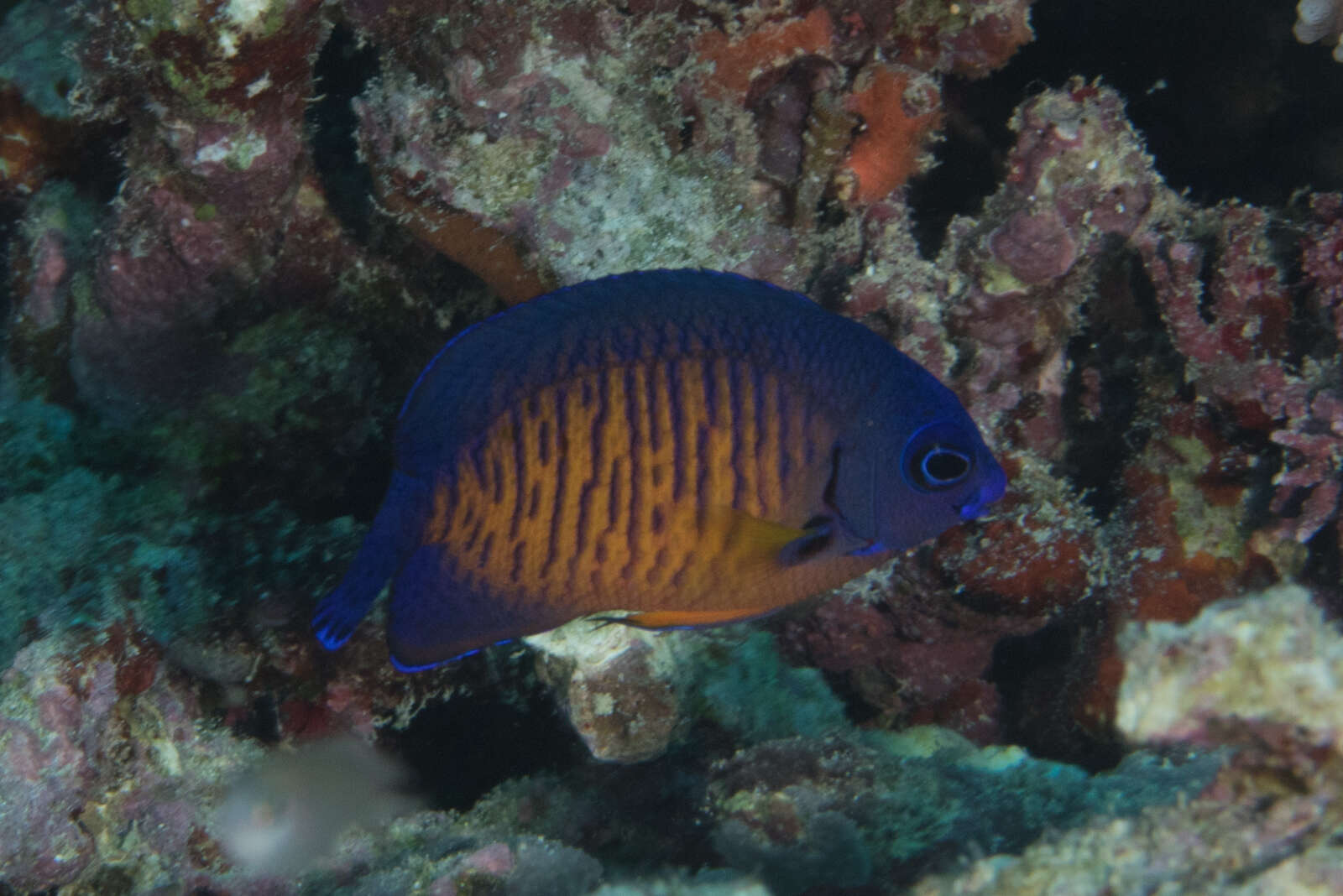 Image of Coral Beauty Angel