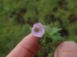 Image of Geranium wakkerstroomianum R. Knuth