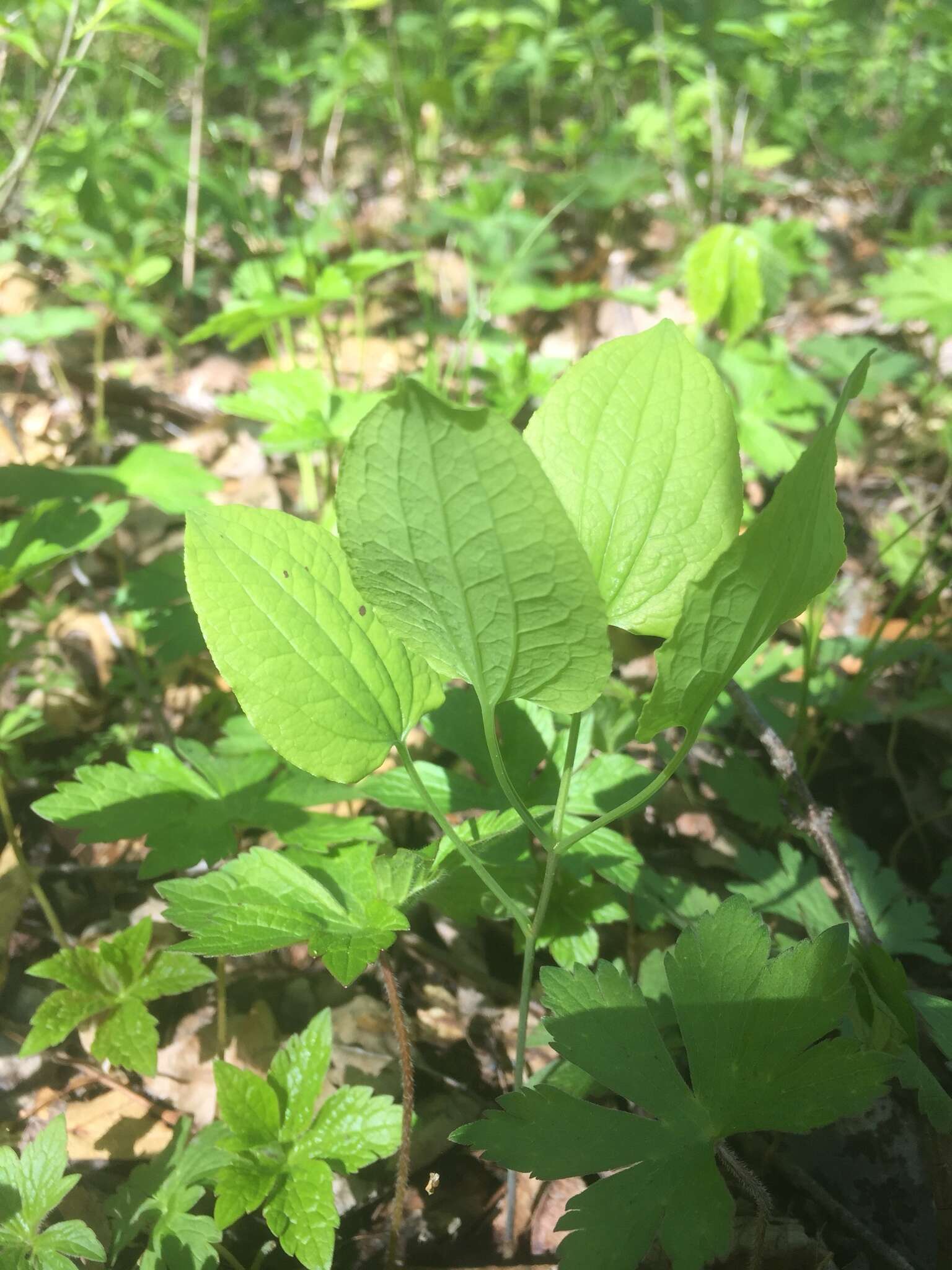 Image of upright carrionflower