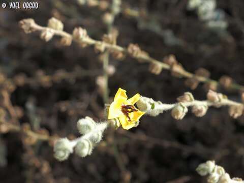 Image of Verbascum fruticulosum Post