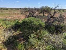 Eremophila freelingii F. Muell. resmi