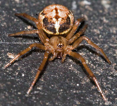 Image of Marbled Cobweb Spider