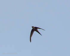 Image of Palm swift