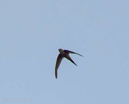 Image of Palm swift