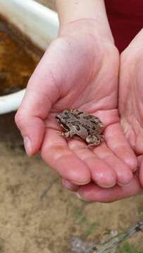 Image of Strecker's Chorus Frog