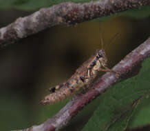 Melanoplus rusticus (Stål 1878)的圖片