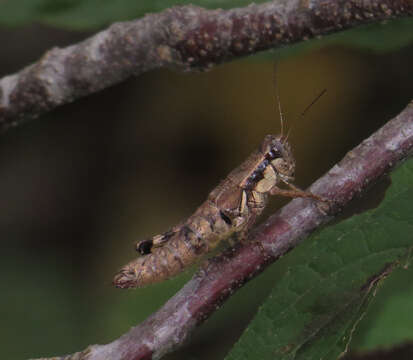 Слика од Melanoplus rusticus (Stål 1878)