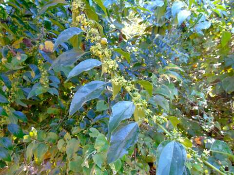 Image of Colubrina triflora Brongn.