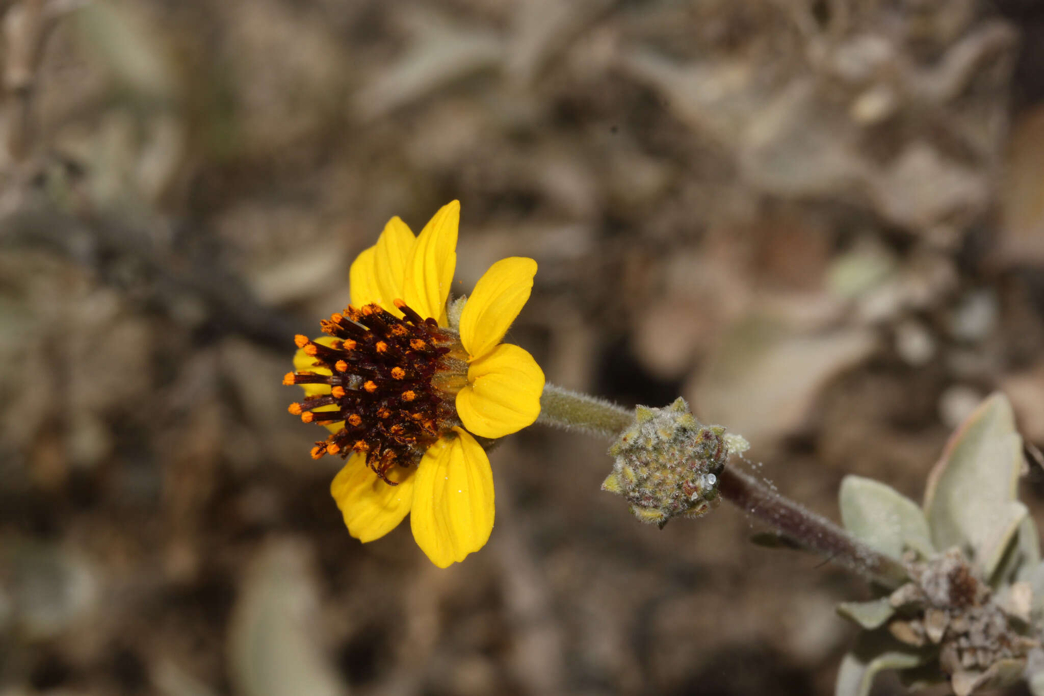 Sivun Encelia canescens Lam. kuva