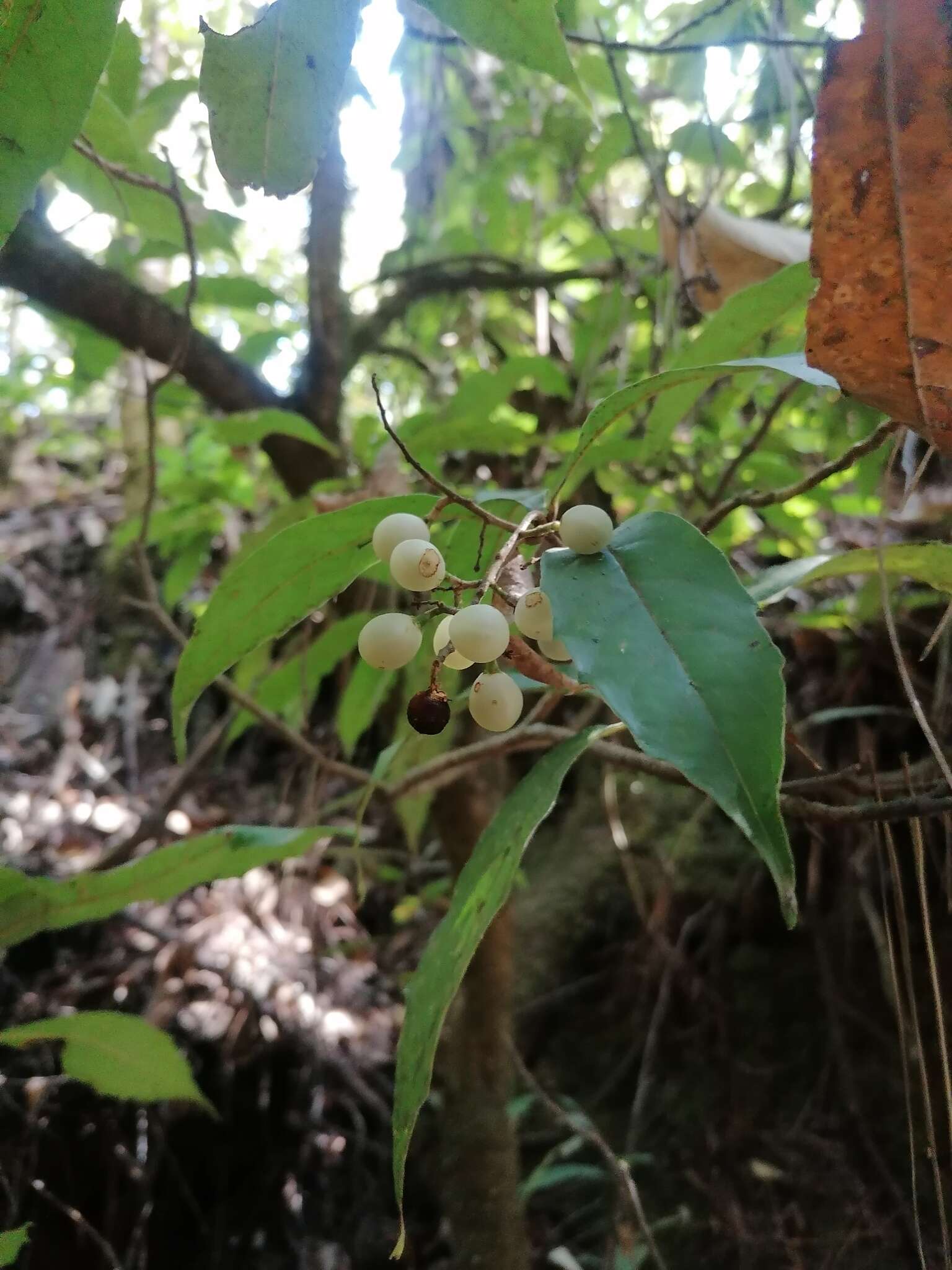 Image of Meliosma dentata (Liebm.) Urban