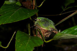 Image of Blue-crowned Manakin