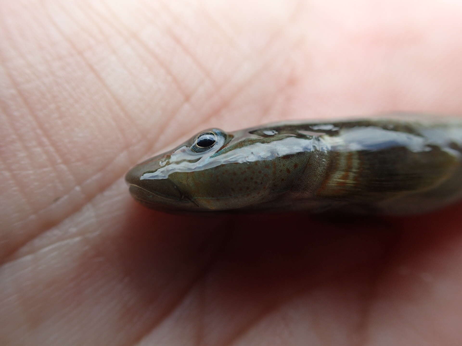 Image of Rhinogobius gigas Aonuma & Chen 1996