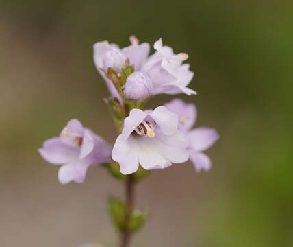 Sivun Euphrasia collina R. Br. kuva