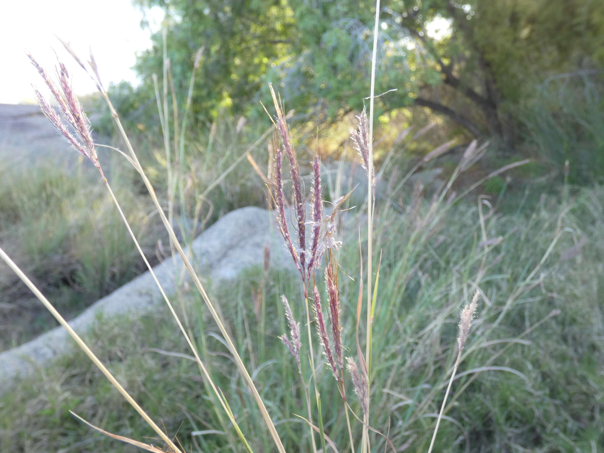 Image of medio bluestem