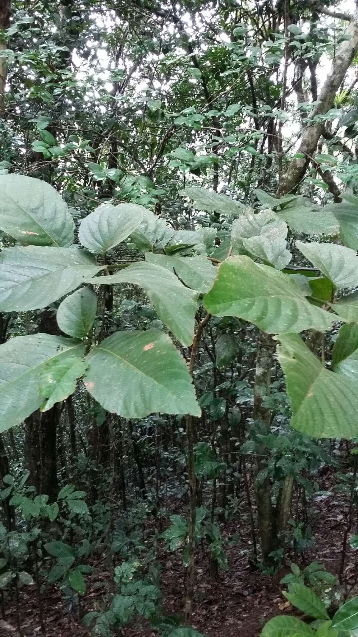 Plancia ëd Cordia sulcata DC.