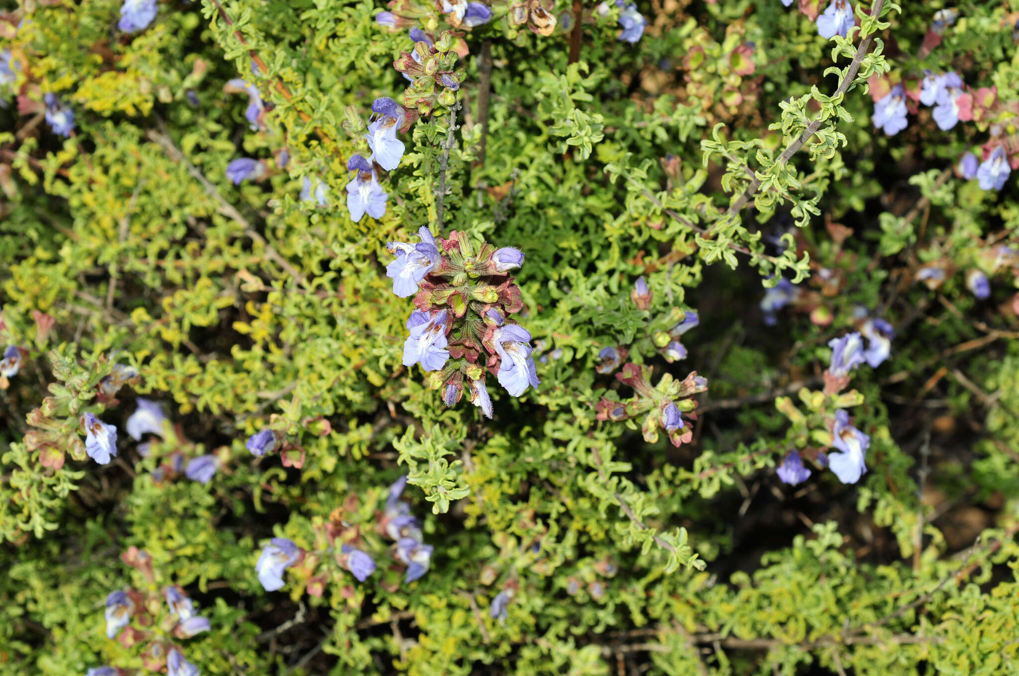 Imagem de Salvia dentata Aiton