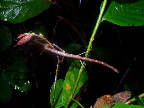 Image of Phaenopharos struthioneus (Westwood 1859)